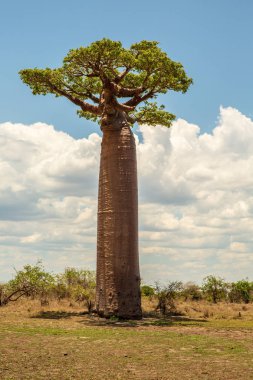 Baobab ağaçları gün batımında Madagaskar 'da Baobab Bulvarı' nda