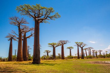 Baobab ağaçları gün batımında Madagaskar 'da Baobab Bulvarı' nda