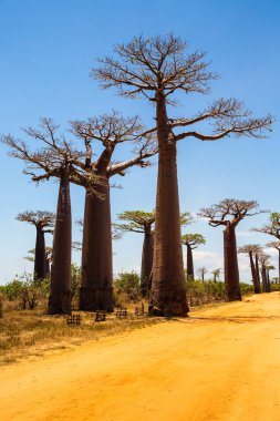 Baobab ağaçları gün batımında Madagaskar 'da Baobab Bulvarı' nda