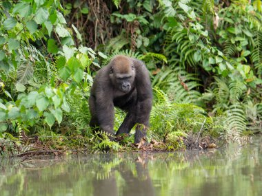 Afrika orman (Gorilla goril güzelliğine Gabon nesli tükenmekte olan Doğu gorilla goril)