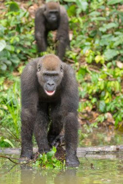 Afrika orman (Gorilla goril güzelliğine Gabon nesli tükenmekte olan Doğu gorilla goril)