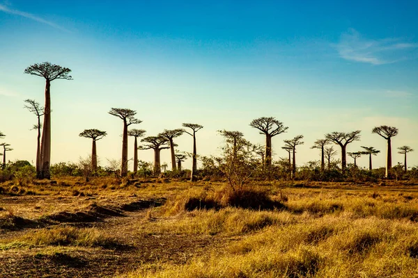 Baobab Ağaçları Gün Batımında Madagaskar Baobab Bulvarı Nda — Stok fotoğraf