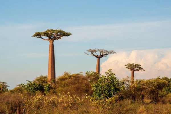 Belas Árvores Baobab Pôr Sol Avenida Dos Baobás Madagáscar — Fotografia de Stock