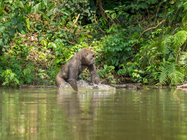 Gorila Gabonu Ohrožených Gorila Východní Krásu Africké Džungle Gorilla Gorilla — Stock fotografie