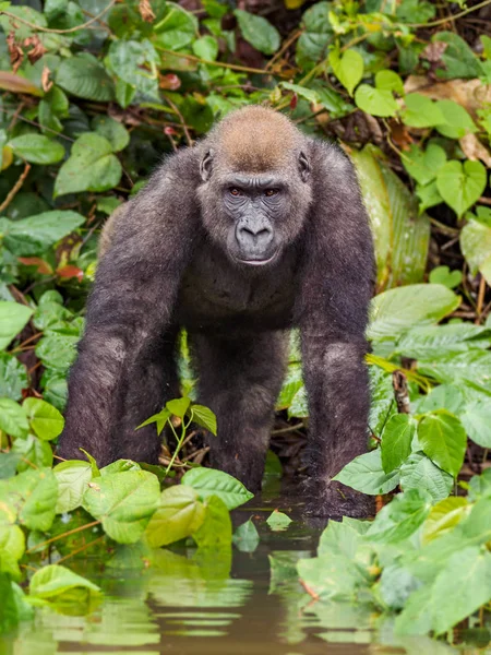 Gorila Gabón Gorila Oriental Peligro Extinción Belleza Selva Africana Gorila — Foto de Stock