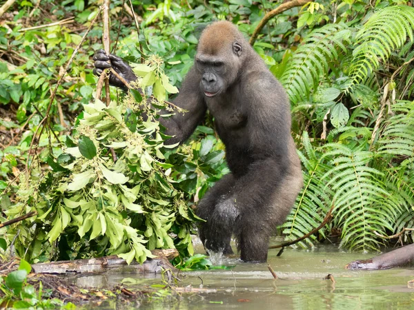 Gorille Gabon Gorille Oriental Voie Disparition Dans Beauté Jungle Africaine — Photo