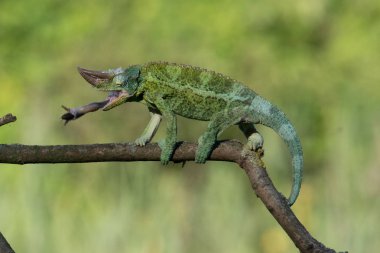 Bukalemun Furcifer pardalis Ambolobe 2 yaşında, Madagaskar endemik Panter bukalemunu kızgın durumda, saf Ambilob (Chamaeleoninae)