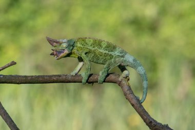Bukalemun Furcifer pardalis Ambolobe 2 yaşında, Madagaskar endemik Panter bukalemunu kızgın durumda, saf Ambilob (Chamaeleoninae)