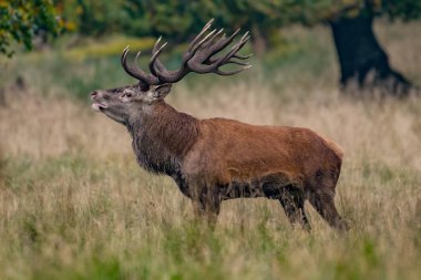 Kızıl geyik geyik (Cervus elaphus)