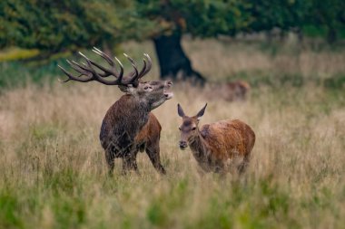 Kızıl geyik geyik (Cervus elaphus)