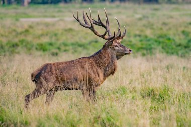 Kızıl geyik geyik (Cervus elaphus)