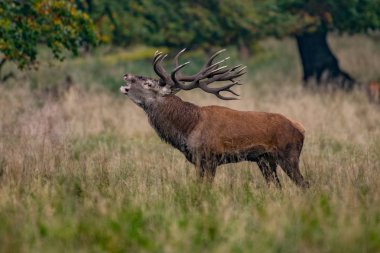 Kızıl geyik geyik (Cervus elaphus)