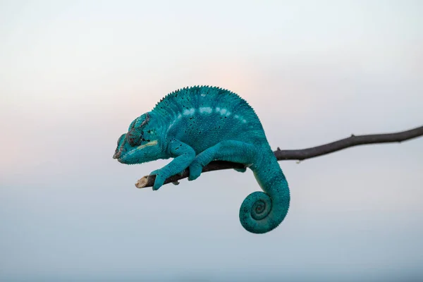 Chameleon Furcifer Pardalis Ambolobe Річний Мадагаскар Ендемік Пантера Хамелеон Гнівному — стокове фото