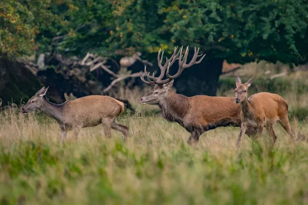 Rothirsche Cervus Elaphus — Stockfoto