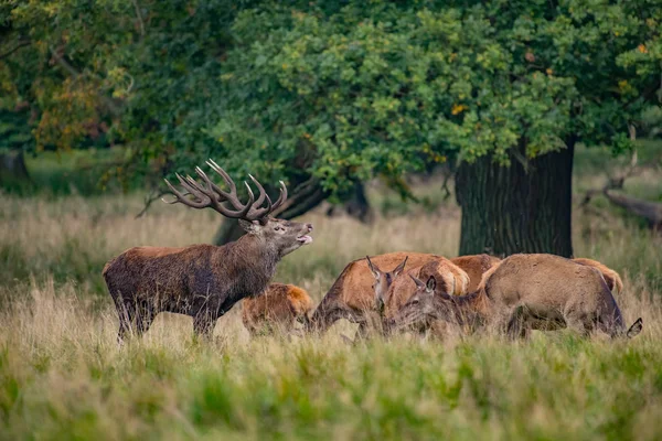 Rothirsche Cervus Elaphus — Stockfoto