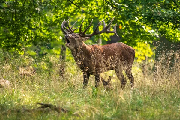 Bikák Gímszarvas Cervus Elaphus — Stock Fotó