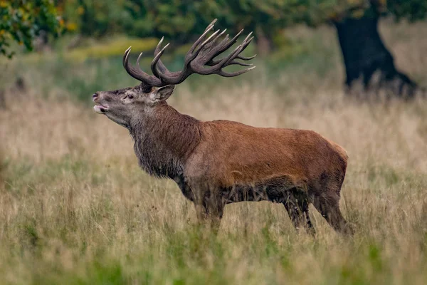 Bikák Gímszarvas Cervus Elaphus — Stock Fotó