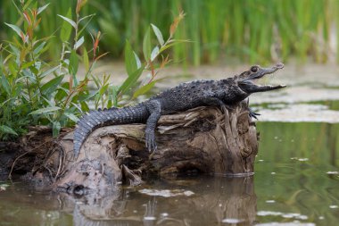 Siyah caiman (Melanosuchus Nijer) Amazon yağmur ormanları, Brezilya