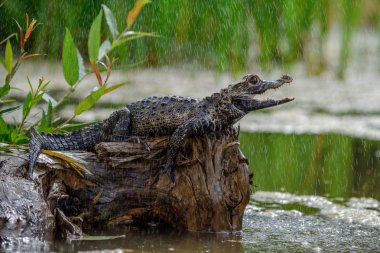 Siyah caiman (Melanosuchus Nijer) Amazon yağmur ormanları, Brezilya
