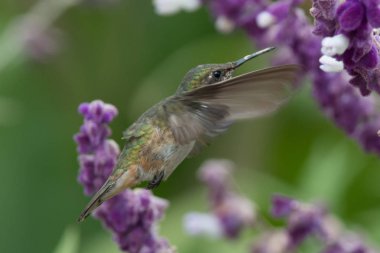 Sinekkuşu (Trochilidae) Uçan taşlar