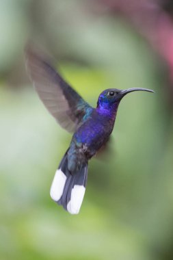 Sinekkuşu (Trochilidae) Uçan taşlar