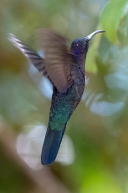 Sinekkuşu (Trochilidae) Uçan taşlar