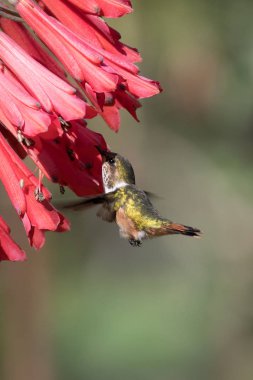 Mavi sinekkuşu Violet Sabrewing güzel kırmızı çiçeğin yanında uçuyor. Teneke kuş ormanda uçar. Kosta Rika 'da vahşi yaşam. Ormanda çiçekten nektar emen iki kuş. Kuş davranışları