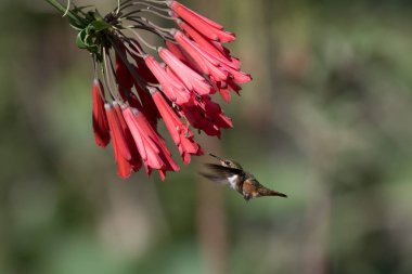 Mavi sinekkuşu Violet Sabrewing güzel kırmızı çiçeğin yanında uçuyor. Teneke kuş ormanda uçar. Kosta Rika 'da vahşi yaşam. Ormanda çiçekten nektar emen iki kuş. Kuş davranışları
