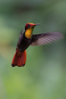 Sinek kuşu (Trochilidae) uçan Ekvador gems