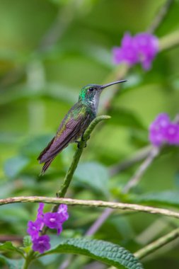 Sinek kuşu (Trochilidae) uçan Ekvador gems