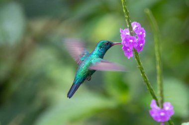 Sinek kuşu (Trochilidae) uçan Ekvador gems