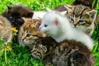 Çimenlikteki bir grup kedi yavrusu