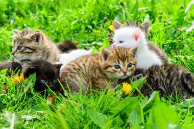 Çimenlikteki bir grup kedi yavrusu