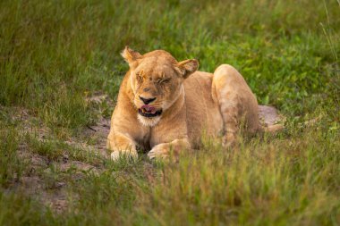 Güçlü aslan avı Kenya'daki Masai Mara, (Panthera leo için hazır lionesses izliyor)