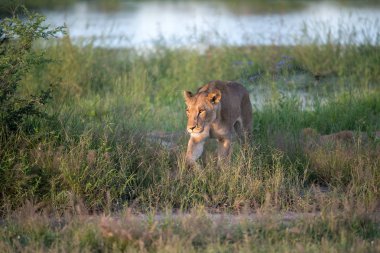 Güçlü aslan avı Kenya'daki Masai Mara, (Panthera leo için hazır lionesses izliyor)