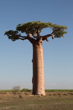 Baobab ağaçları gün batımında Madagaskar 'da Baobab Bulvarı' nda