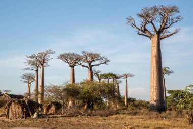 Baobab ağaçları gün batımında Madagaskar 'da Baobab Bulvarı' nda