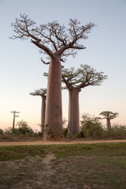 Baobab ağaçları gün batımında Madagaskar 'da Baobab Bulvarı' nda