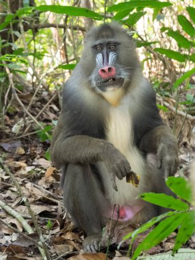 Mandrill'di yakın çekim portre (Mandrillus Sfenks)