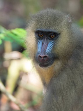 Mandrill'di yakın çekim portre (Mandrillus Sfenks)