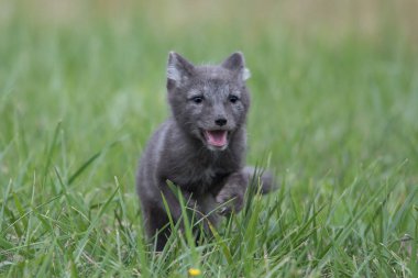 Arka plan serin bir kutup yaz parlak yeşil çim Bering Adası, Komutan Adaları üzerinde bir Kutup tilkisi (Alopex lagopus beringensis) sevimli yavrusu. Seçici odak üstünde tilki eyes.