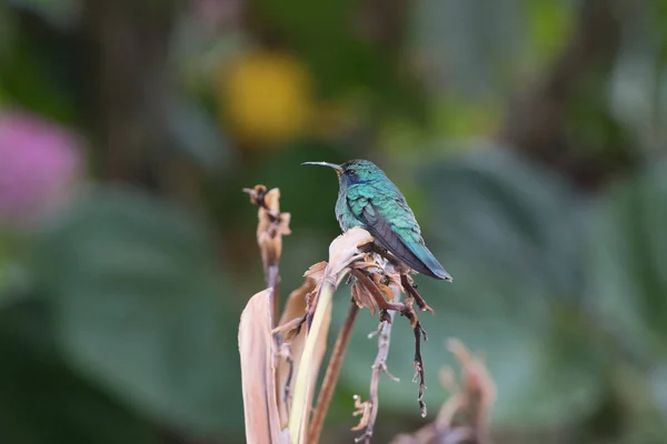 Colibri Trochilidae Gemas Voadoras — Fotografia de Stock