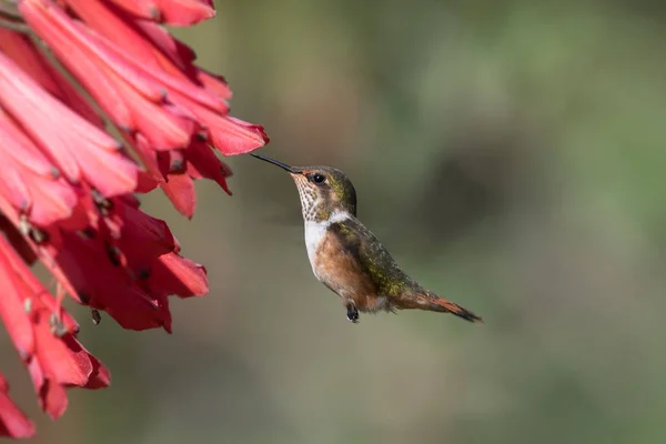 Modrý Kolibřík Violet Sabrewing Létající Vedle Krásné Červené Květiny Ptáček — Stock fotografie