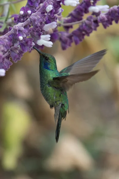 Beija Flor Azul Violet Sabrewing Voando Lado Bela Flor Vermelha — Fotografia de Stock