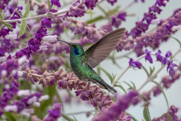 Colibri Trochilidae Gemas Voadoras — Fotografia de Stock