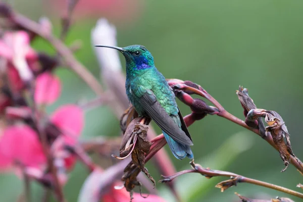 Koliber Trochilidae Klejnoty Latające — Zdjęcie stockowe