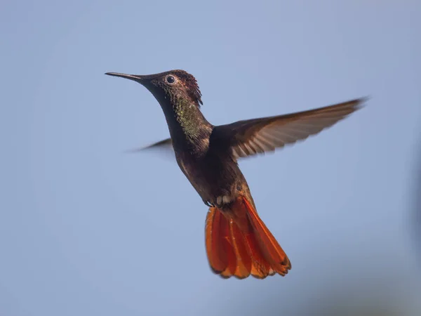 Hummingbird Trochilidae Flying Gems Ecuador — Stock Photo, Image
