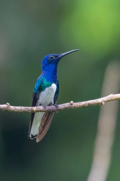 Hummingbird Trochilidae Flying Gems Ecuador — Stock Photo, Image