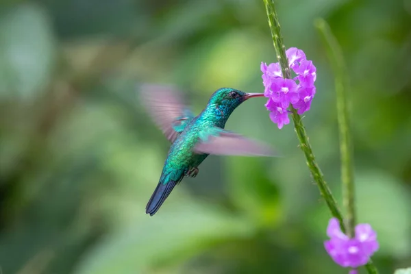 Sinek kuşu (Trochilidae) uçan Ekvador gems