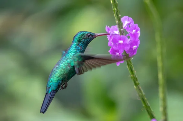 Beija Flor Trochilidae Gemas Voadoras Equador — Fotografia de Stock